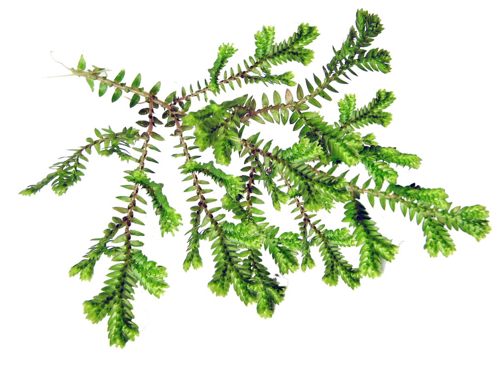 leaf, fern, plant, foliage, nature, green, cut out, isolated