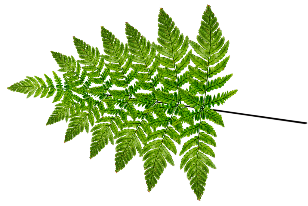 fern, leaf, frond, plant, nature, cut out, isolated, fern, fern, fern, fern, fern