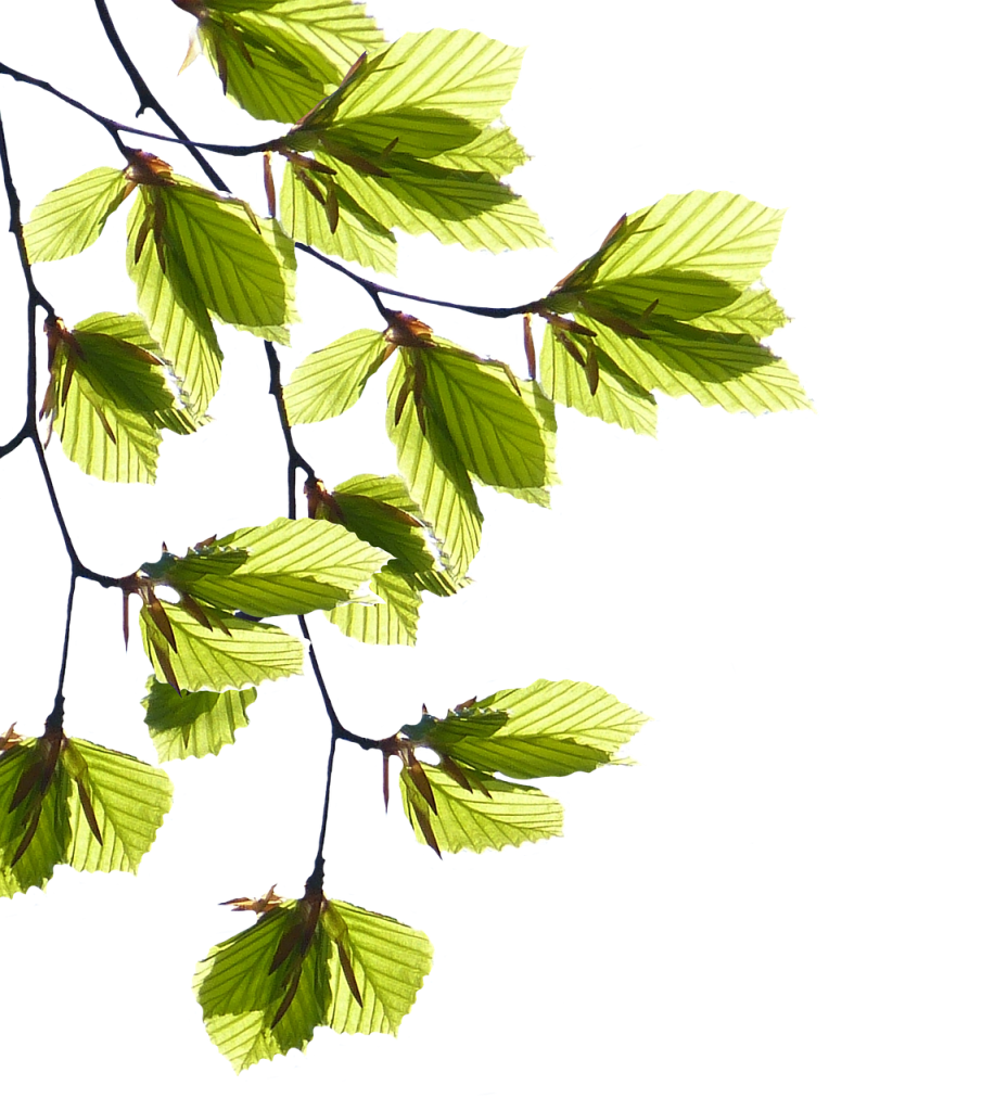 branches, leaves, tree, spring, green, green leaf, nature, plant, tree shoots, branches, leaves, leaves, leaves, leaves, leaves, tree, tree, spring, nature, plant, plant, plant