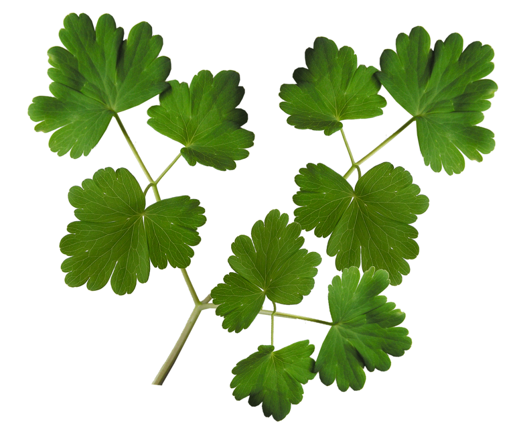 leaves, plant, foliage, nature, garden, cut out, isolated