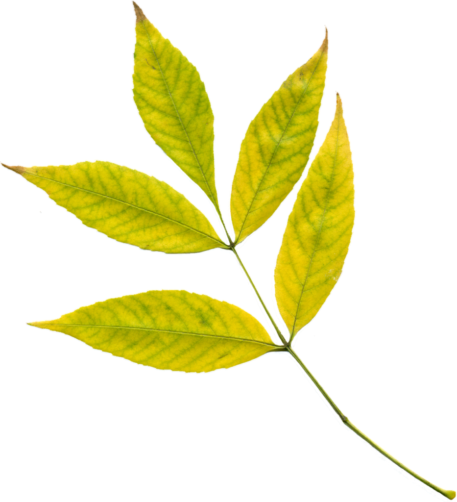 autumn, nature, leaves, yellow leaves, yellow, autumn leaf, plant, clipart, png